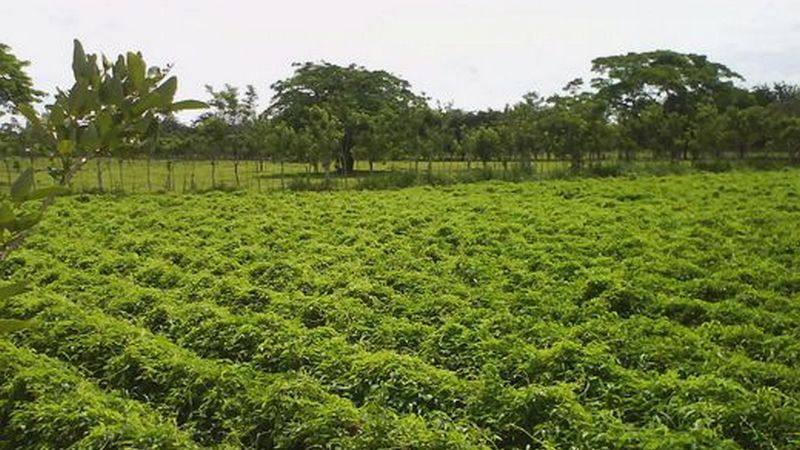 Lee más sobre el artículo Piden transparencia y rapidez para éxito de subasta agrícola